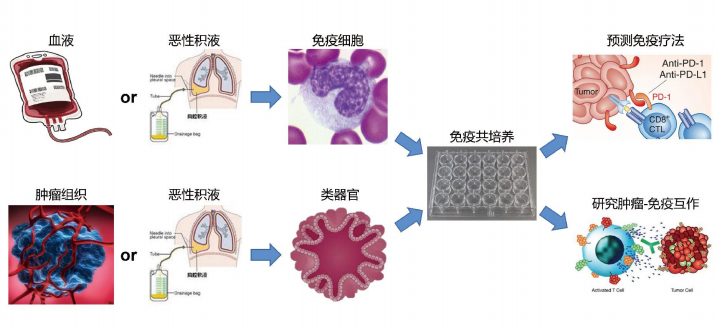 免疫共培養(yǎng)腫瘤類(lèi)器官