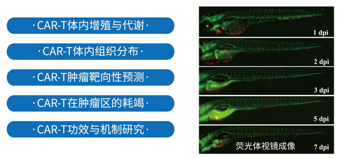 CAR-T免疫治療合作研究