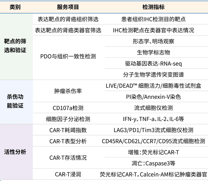 腫瘤類(lèi)器官助力腫瘤免疫藥物研發(fā)