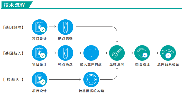 基因編輯技術(shù)流程