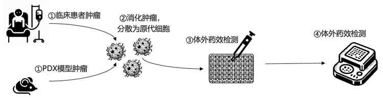 小鼠PDX模型構(gòu)建流程