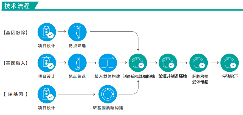 豬基因編輯技術(shù)流程